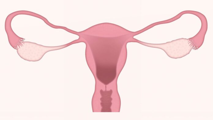 Ilustracja szyjki macicy i jajników kobiety